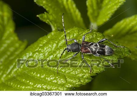"Rufous-shouldered Longhorn Beetle (Anaglyptus mysticus), Monchbruch Nature Reserve, Morfelden, Hesse, Germany, Europe" View Large Photo Image Stock Image - "Rufous-shouldered Longhorn Beetle (Anaglyptus mysticus), Monchbruch Nature Reserve, Morfelden, Hesse, Germany, Europe". Fotosearch