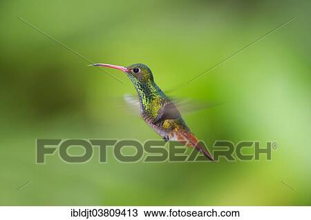 "Rufous-tailed Hummingbird (Amazilia tzacatl), Choco, Ecuador, South America" View Large Photo Image Stock Image - "Rufous-tailed Hummingbird (Amazilia tzacatl), Choco, Ecuador, South America". Fotosearch