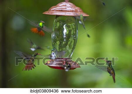 "Rufous-tailed Hummingbird (Amazilia tzacatl) at feeder, Choco, Ecuador, South America" View Large Photo Image Stock Photograph - "Rufous-tailed Hummingbird (Amazilia tzacatl) at feeder, Choco, Ecuador, South America". Fotosearch