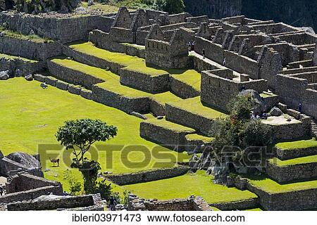 "Ruined city of the Incas, Machu Picchu, Peru, South America" View Large Photo Image Stock Image - "Ruined city of the Incas, Machu Picchu, Peru, South America". Fotosearch