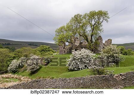 "Ruins of 12th century Norman keep with 14th century garderobe turret, with Common Hawthorn (Crataegus monogyna) flowering, Pendragon Castle, Mallerstang Dale, Cumbria, England, United Kingdom, Europe" View Large Photo Image Stock Photo - "Ruins of 12th century Norman keep with 14th century garderobe turret, with Common Hawthorn (Crataegus monogyna) flowering, Pendragon Castle, Mallerstang Dale, Cumbria, England, United Kingdom, Europe". Fotosearch
