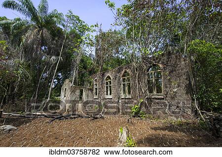 "Ruins of an old church from the colonial period being overgrown by the jungle with a manioc or cassava field at the front, Banana Islands, Western Area, Sierra Leone, Africa" View Large Photo Image Stock Image - "Ruins of an old church from the colonial period being overgrown by the jungle with a manioc or cassava field at the front, Banana Islands, Western Area, Sierra Leone, Africa". Fotosearch