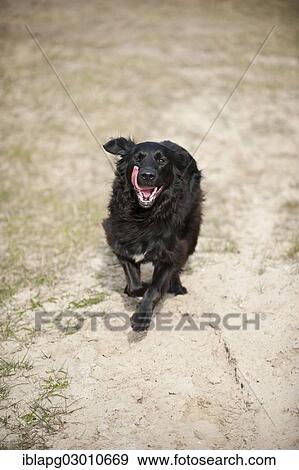 "Running black mixed breed dog, Germany, Europe" View Large Photo Image Stock Photo - "Running black mixed breed dog, Germany, Europe". Fotosearch