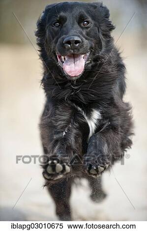 "Running black mixed breed dog, Germany, Europe" View Large Photo Image Stock Photography - "Running black mixed breed dog, Germany, Europe". Fotosearch