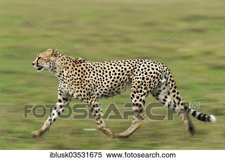 "Running Cheetah (Acinonyx jubatus), Massai Mara, Serengeti, Rift Valley province, Kenya, Africa" View Large Photo Image Stock Photography - "Running Cheetah (Acinonyx jubatus), Massai Mara, Serengeti, Rift Valley province, Kenya, Africa". Fotosearch