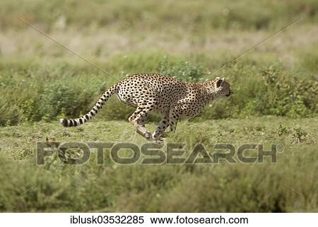 "Running Cheetah (Acinonyx jubatus), Serengeti, Tanzania, Africa" View Large Photo Image Stock Photography - "Running Cheetah (Acinonyx jubatus), Serengeti, Tanzania, Africa". Fotosearch