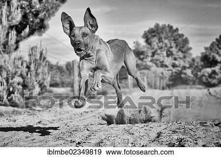 "Running dog, Rhodesian Ridgeback, in the Doeberitz Heath, Havelland, Brandenburg, Brandenburg, Germany, Europe" View Large Photo Image Stock Photo - "Running dog, Rhodesian Ridgeback, in the Doeberitz Heath, Havelland, Brandenburg, Brandenburg, Germany, Europe". Fotosearch