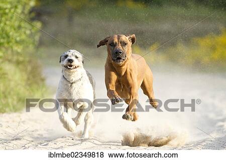 "Running dogs, Rhodesian Ridgeback and a Briard mongrel, in the Doeberitz Heath, Havelland, Brandenburg, Brandenburg, Germany, Europe" View Large Photo Image Stock Photo - "Running dogs, Rhodesian Ridgeback and a Briard mongrel, in the Doeberitz Heath, Havelland, Brandenburg, Brandenburg, Germany, Europe". Fotosearch