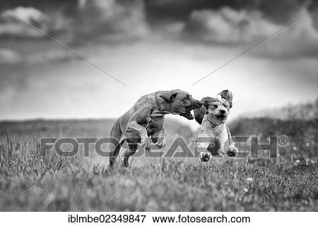 "Running dogs, Rhodesian Ridgeback and a Briard mongrel, on a meadow" View Large Photo Image Stock Photo - "Running dogs, Rhodesian Ridgeback and a Briard mongrel, on a meadow". Fotosearch