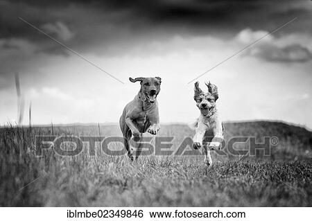 "Running dogs, Rhodesian Ridgeback and a Briard mongrel, on a meadow" View Large Photo Image Stock Photograph - "Running dogs, Rhodesian Ridgeback and a Briard mongrel, on a meadow". Fotosearch