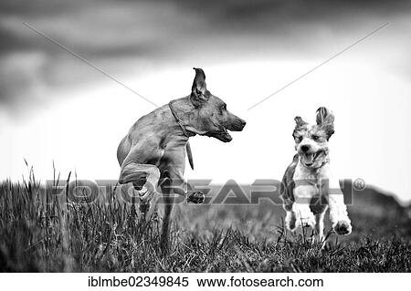 "Running dogs, Rhodesian Ridgeback and a Briard mongrel, on a meadow" View Large Photo Image Stock Photography - "Running dogs, Rhodesian Ridgeback and a Briard mongrel, on a meadow". Fotosearch