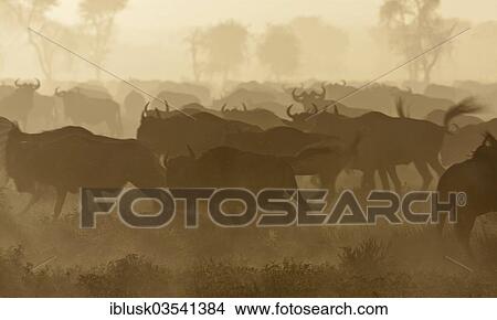 Picture - "Running herd of Blue Wildebeest (Connochaetes taurinus) in the evening haze, Serengeti, Tanzania, Africa". Fotosearch