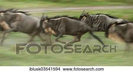 Picture - "Running herd of Blue Wildebeest (Connochaetes taurinus), Serengeti, Tanzania, Africa". Fotosearch