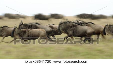 Stock Image - "Running herd of Blue Wildebeest (Connochaetes taurinus), Massai Mara, Kenya, Africa". Fotosearch