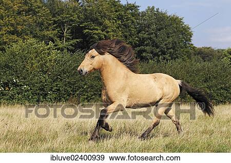 Stock Photo - "Running Icelandic Horse, galloping gelding, Germany, Europe". Fotosearch