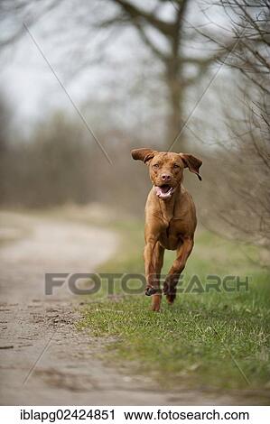 Stock Image - Running Magyar Vizsla dog. Fotosearch