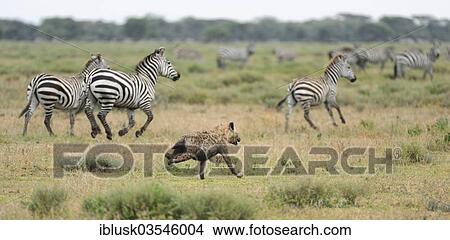 "Running Spotted Hyena or Laughing Hyena (Crocuta crocuta) hunting zebras, Serengeti, Tanzania, Africa" View Large Photo Image Picture - "Running Spotted Hyena or Laughing Hyena (Crocuta crocuta) hunting zebras, Serengeti, Tanzania, Africa". Fotosearch