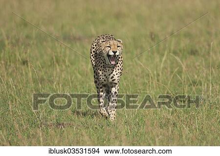 Picture - "Running, yawning Cheetah (Acinonyx jubatus), Massai Mara, Serengeti, Rift Valley province, Kenya, Africa". Fotosearch