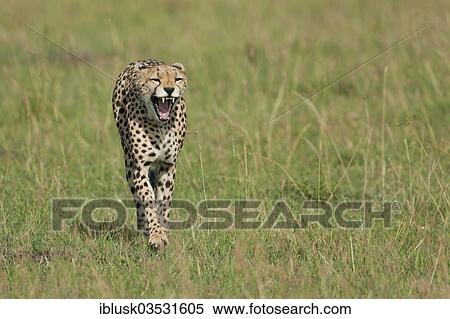 "Running, yawning Cheetah (Acinonyx jubatus), Massai Mara, Serengeti, Rift Valley province, Kenya, Africa" View Large Photo Image Stock Photography - "Running, yawning Cheetah (Acinonyx jubatus), Massai Mara, Serengeti, Rift Valley province, Kenya, Africa". Fotosearch