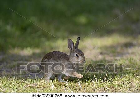 "Running young European rabbit (Oryctolagus cuniculus), North Rhine-Westphalia, Germany, Europe" View Large Photo Image Stock Photography - "Running young European rabbit (Oryctolagus cuniculus), North Rhine-Westphalia, Germany, Europe". Fotosearch