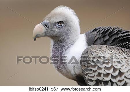 Ruppell's Vulture or Ruppell's Griffon Vulture (Gyps rueppellii), portrait, native to Africa, state game reserve, Thuringia, Germany, Europe View Large Photo Image Stock Photo - Ruppell's Vulture or Ruppell's Griffon Vulture (Gyps rueppellii), portrait, native to Africa, state game reserve, Thuringia, Germany, Europe. Fotosearch