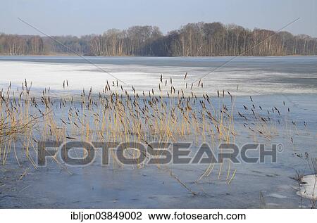 "Rush in ice, Snogeholmssjon lake, Skane, Sweden, Europe" View Large Photo Image Stock Image - "Rush in ice, Snogeholmssjon lake, Skane, Sweden, Europe". Fotosearch