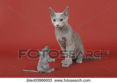 "Russian Blue cat, kitten, 20 weeks, with toy mouse" View Large Photo Image Stock Image - "Russian Blue cat, kitten, 20 weeks, with toy mouse". Fotosearch