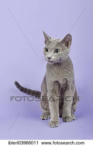 "Russian Blue cat, kitten, 20 weeks" View Large Photo Image Stock Image - "Russian Blue cat, kitten, 20 weeks". Fotosearch