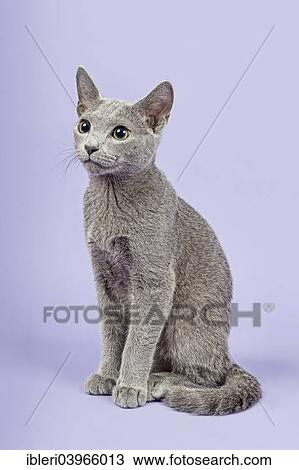 "Russian Blue cat, kitten, 20 weeks" View Large Photo Image Stock Image - "Russian Blue cat, kitten, 20 weeks". Fotosearch
