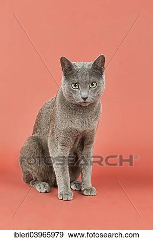 Russian Blue Cat View Large Photo Image Stock Photo - Russian Blue Cat. Fotosearch