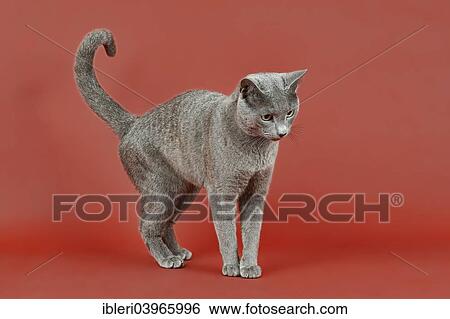 Russian Blue Cat View Large Photo Image Stock Photograph - Russian Blue Cat. Fotosearch