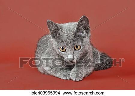 "Russian Blue, kitten, 12 weeks" View Large Photo Image Picture - "Russian Blue, kitten, 12 weeks". Fotosearch