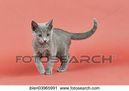 "Russian Blue, kitten, 12 weeks" View Large Photo Image Stock Image - "Russian Blue, kitten, 12 weeks". Fotosearch