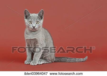 "Russian Blue kitten, 12 weeks" View Large Photo Image Stock Photo - "Russian Blue kitten, 12 weeks". Fotosearch