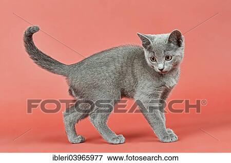 "Russian Blue, kitten, 12 weeks" View Large Photo Image Stock Photo - "Russian Blue, kitten, 12 weeks". Fotosearch