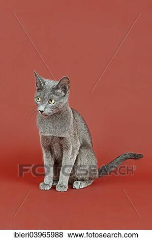 "Russian Blue kitten, 12 weeks" View Large Photo Image Stock Photo - "Russian Blue kitten, 12 weeks". Fotosearch