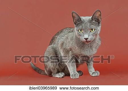 "Russian Blue kitten, 12 weeks" View Large Photo Image Stock Photo - "Russian Blue kitten, 12 weeks". Fotosearch