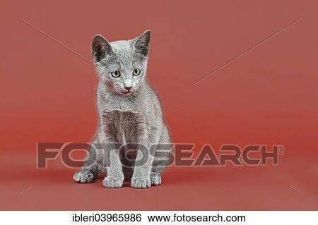 "Russian Blue, kitten, 12 weeks" View Large Photo Image Stock Photograph - "Russian Blue, kitten, 12 weeks". Fotosearch