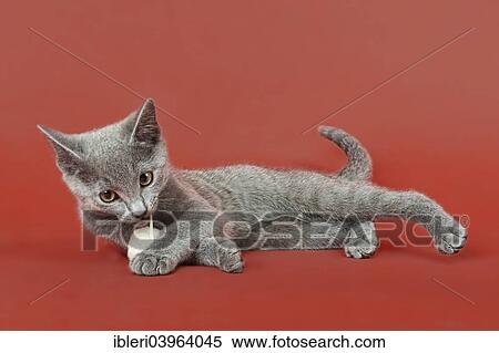 "Russian Blue kitten, 12 weeks" View Large Photo Image Stock Photography - "Russian Blue kitten, 12 weeks". Fotosearch