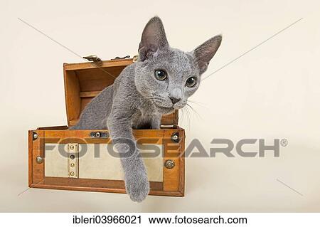 "Russian Blue kitten, 20 weeks, coming out of a chest" View Large Photo Image Stock Image - "Russian Blue kitten, 20 weeks, coming out of a chest". Fotosearch