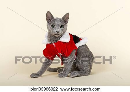 "Russian Blue kitten, 20 weeks, dressed for Christmas" View Large Photo Image Stock Image - "Russian Blue kitten, 20 weeks, dressed for Christmas". Fotosearch