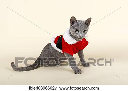 "Russian Blue kitten, 20 weeks, dressed for Christmas" View Large Photo Image Stock Photo - "Russian Blue kitten, 20 weeks, dressed for Christmas". Fotosearch