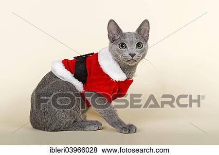 "Russian Blue kitten, 20 weeks, dressed for Christmas" View Large Photo Image Stock Photo - "Russian Blue kitten, 20 weeks, dressed for Christmas". Fotosearch