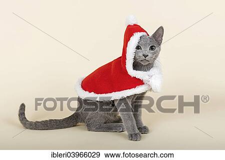 "Russian Blue kitten, 20 weeks, dressed for Christmas" View Large Photo Image Stock Photo - "Russian Blue kitten, 20 weeks, dressed for Christmas". Fotosearch