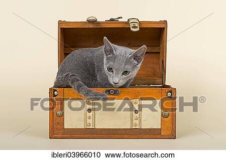 "Russian Blue kitten, 20 weeks, in a chest" View Large Photo Image Stock Image - "Russian Blue kitten, 20 weeks, in a chest". Fotosearch
