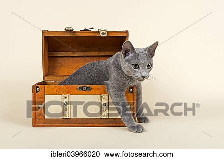 "Russian Blue kitten, 20 weeks, in a chest" View Large Photo Image Stock Image - "Russian Blue kitten, 20 weeks, in a chest". Fotosearch