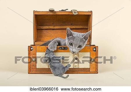 "Russian Blue kitten, 20 weeks, in a chest with soft toy mouse" View Large Photo Image Stock Photograph - "Russian Blue kitten, 20 weeks, in a chest with soft toy mouse". Fotosearch
