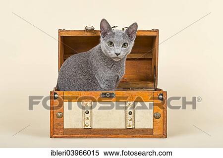 "Russian Blue kitten, 20 weeks, in a chest" View Large Photo Image Stock Photography - "Russian Blue kitten, 20 weeks, in a chest". Fotosearch