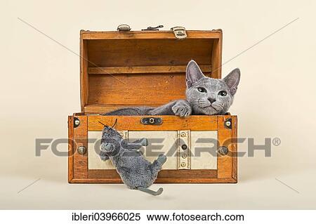 "Russian Blue kitten, 20 weeks, in a chest with soft toy mouse" View Large Photo Image Stock Photography - "Russian Blue kitten, 20 weeks, in a chest with soft toy mouse". Fotosearch