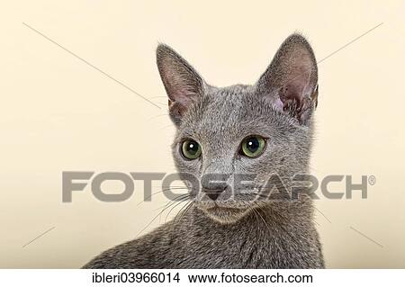Picture - "Russian Blue kitten, 20 weeks". Fotosearch